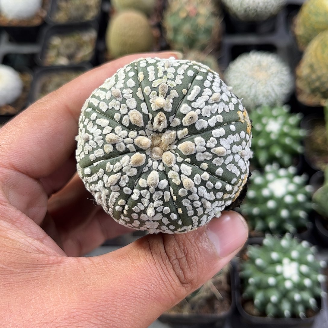 小超兜单头发货单头