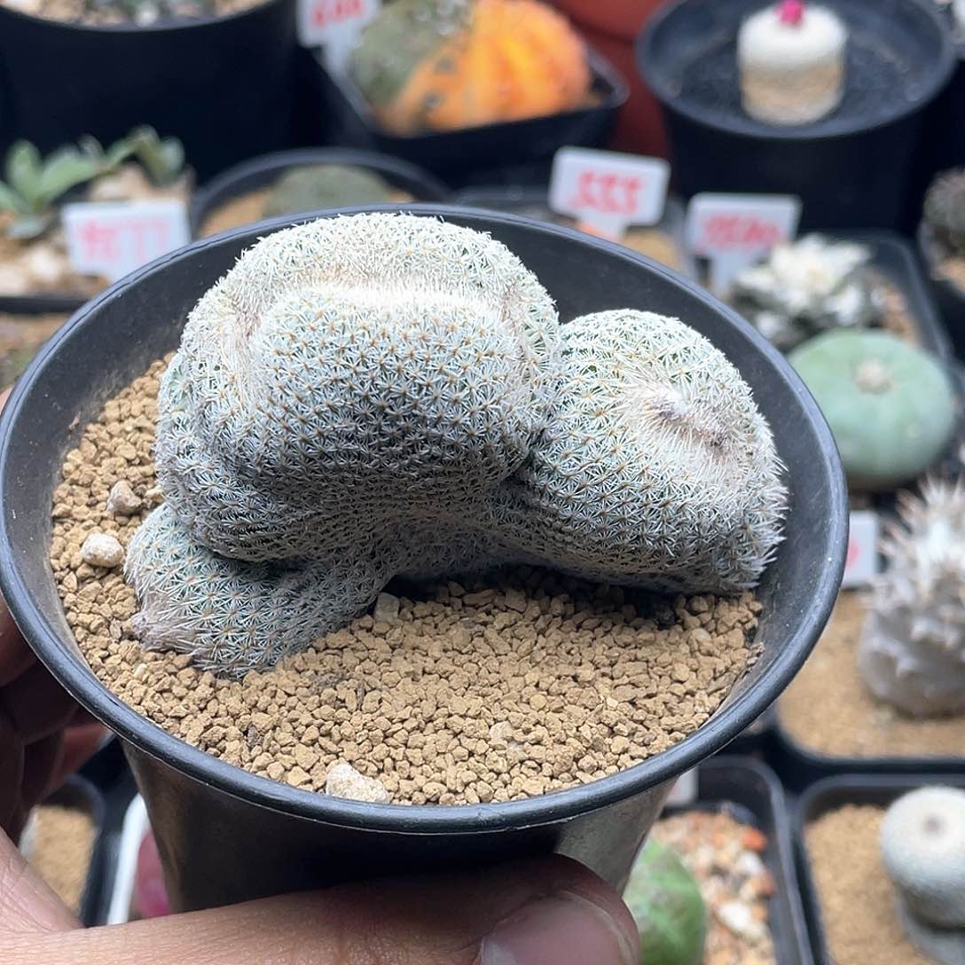 月世界缀化仙人球多肉