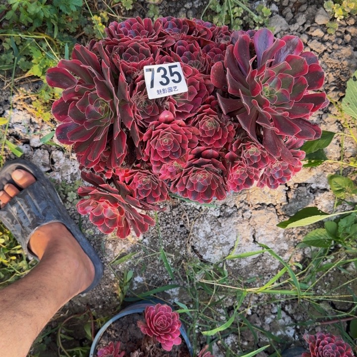 美杜莎花27-17包邮花花