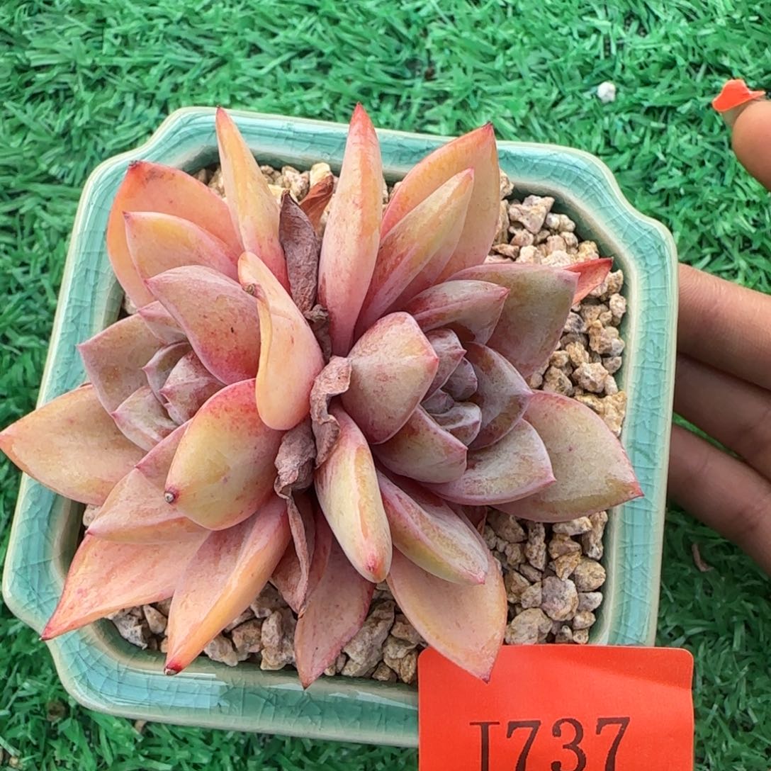 闪购精品多肉737号
