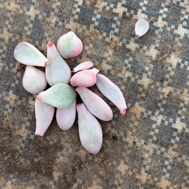 葡萄花斑鹿蜜桃波波