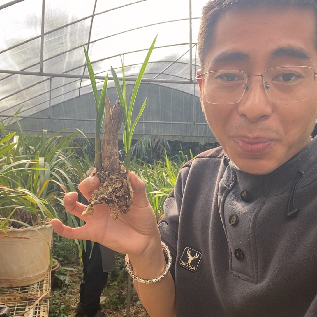 完全开放20红舌金丝