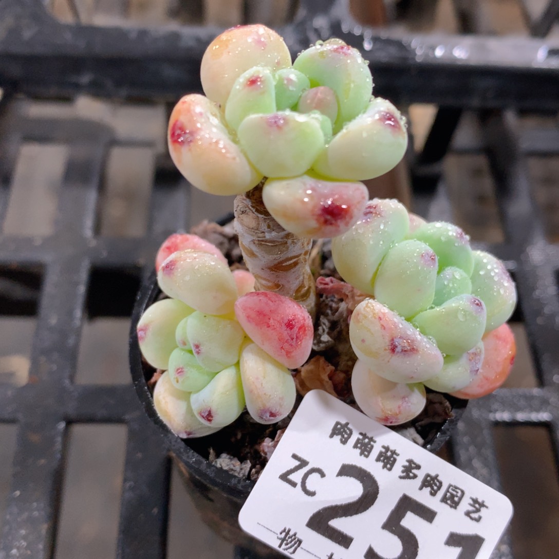 肉萌萌拇指盆精控多肉ZC251