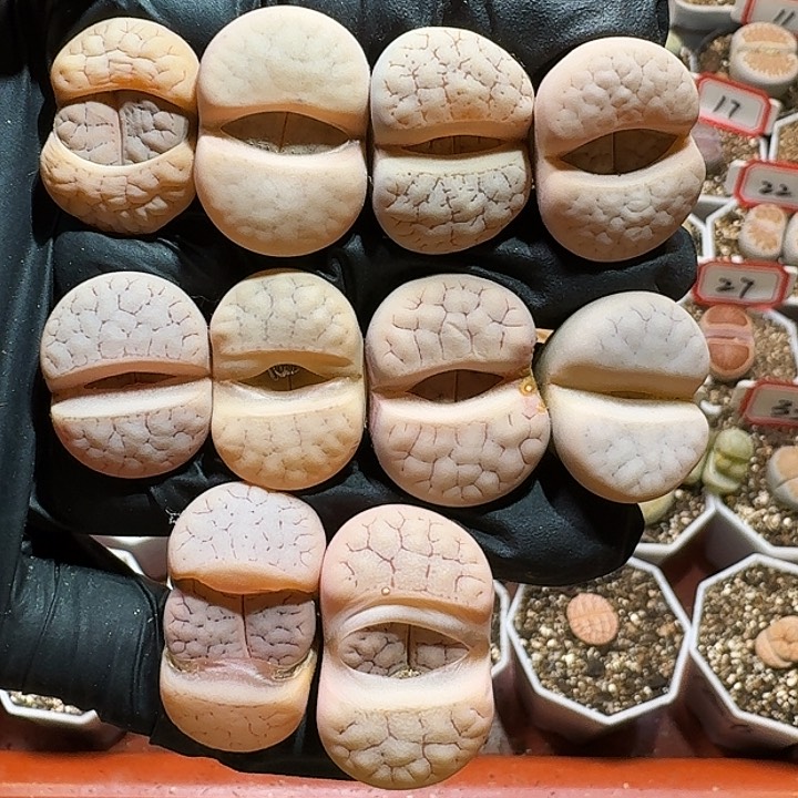 生石花233:：：。  128