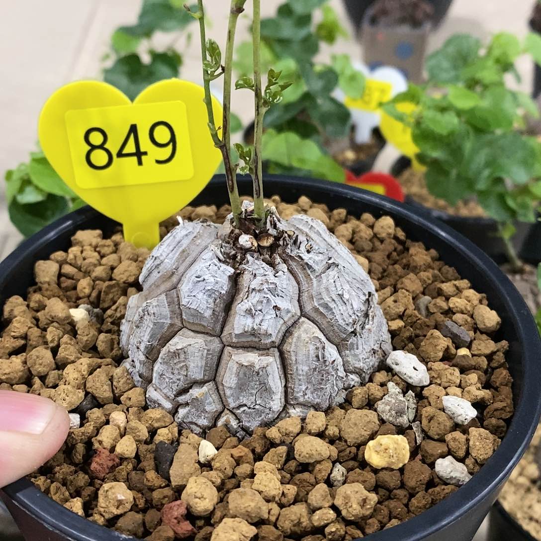 南非龟甲龙龟甲龙