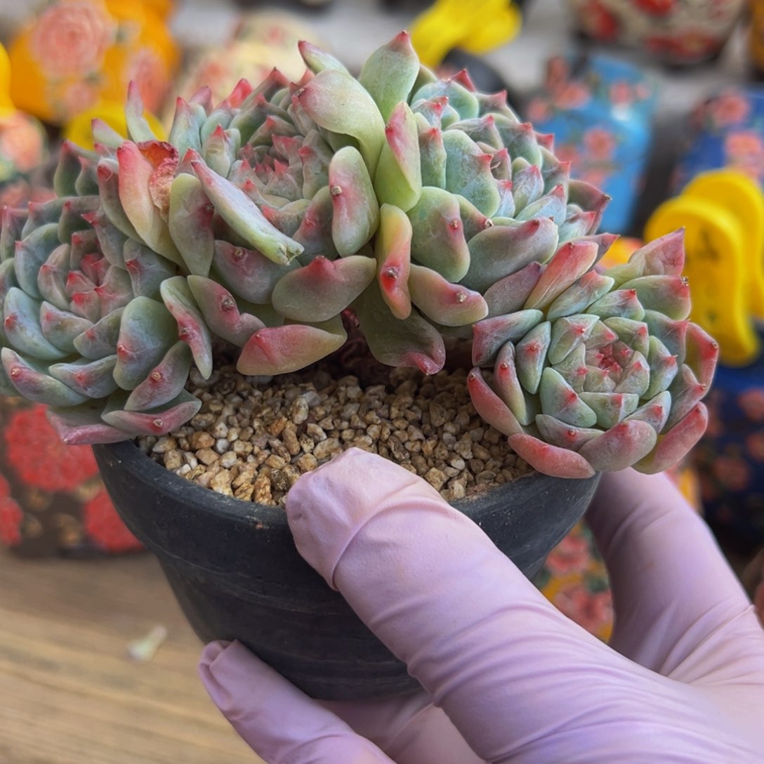 黄钻 新年快乐 新年快乐