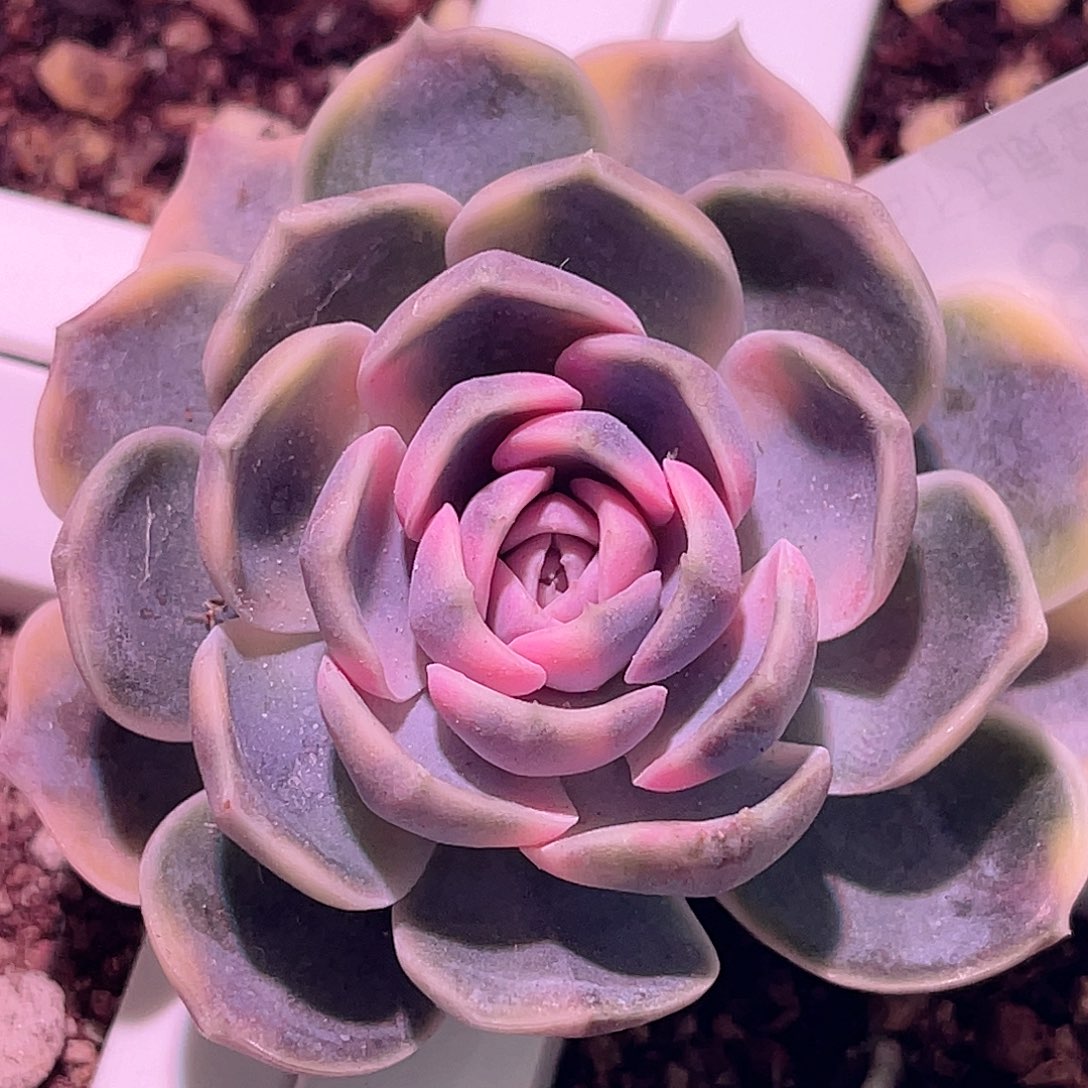 尚品园艺福利锦头盖827