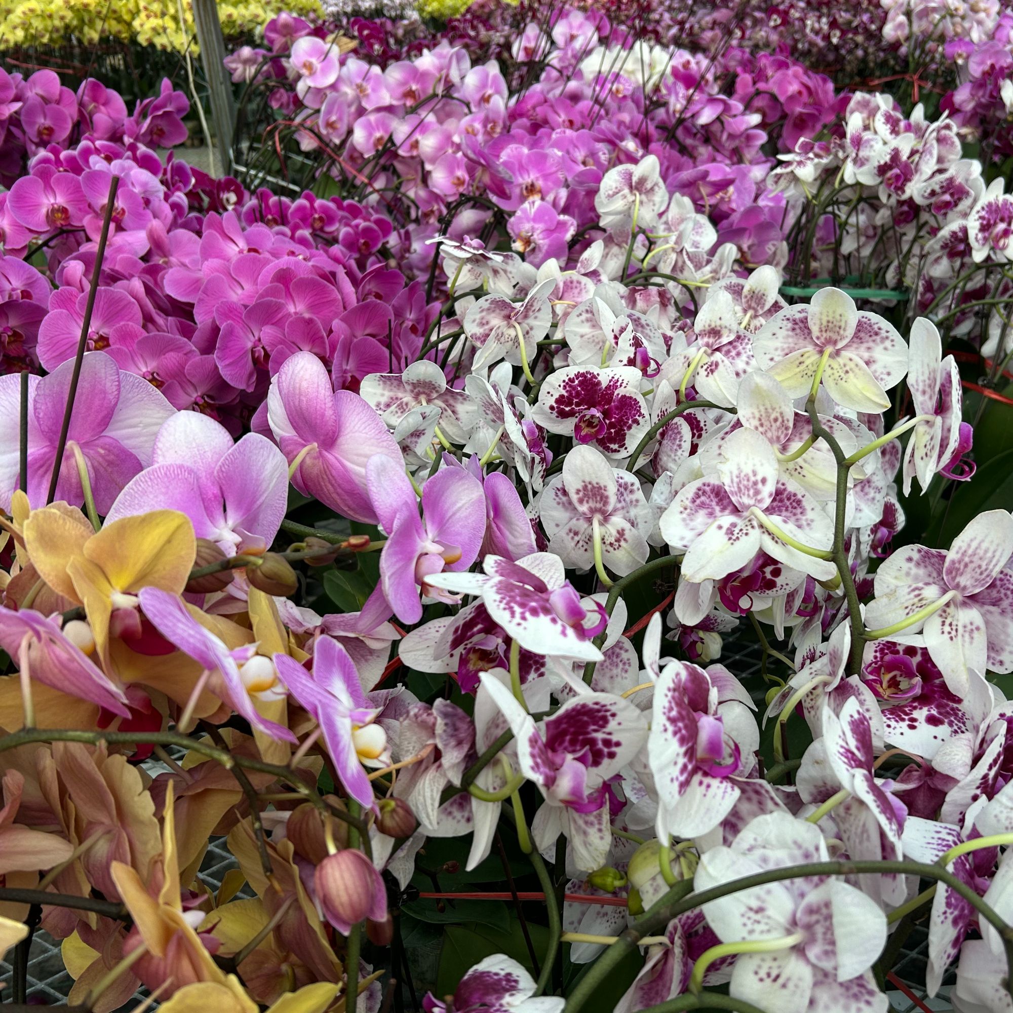 朝暮里蝴蝶兰（各种各样精品小花）开花珠发货