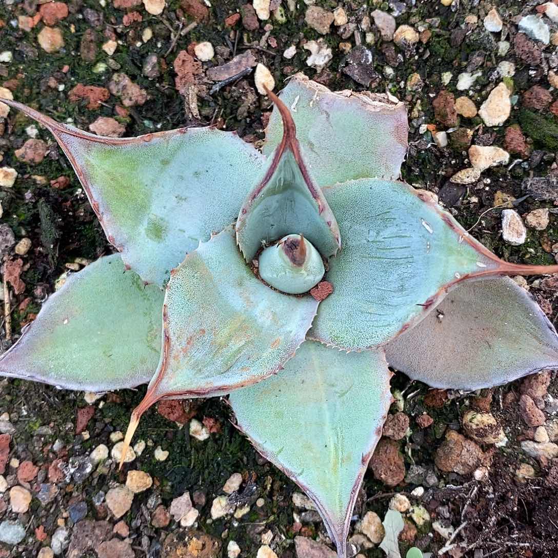 曼陀罗龙舌兰系列1