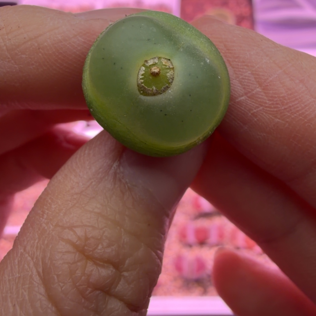 1.6-7公分拉登母本一颗带荚子