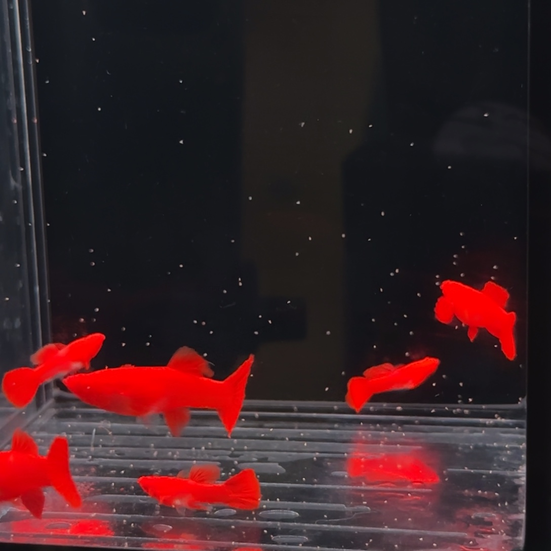 孔雀鱼火麒麟1对98红2对