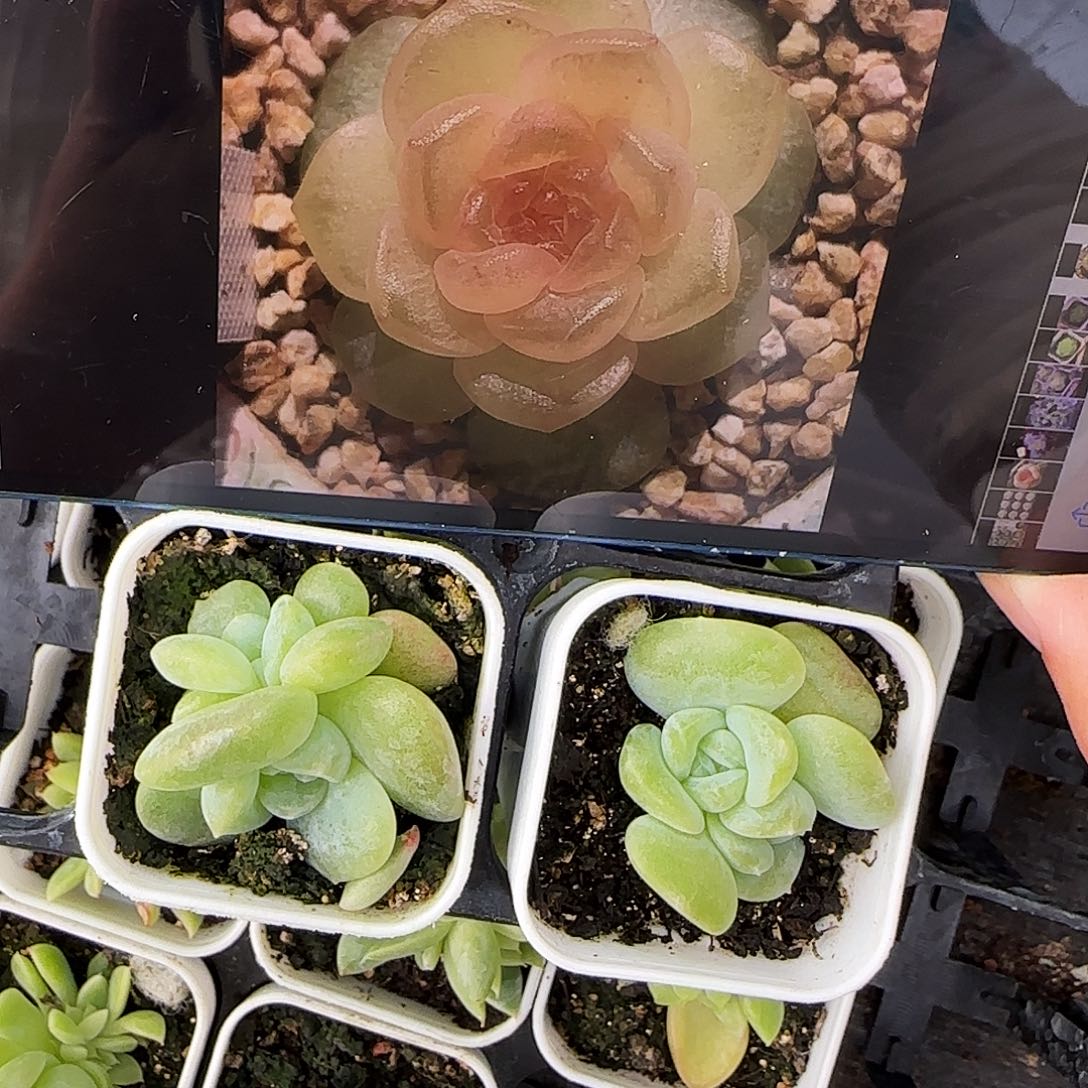 M292 风花中盆一个满25包邮