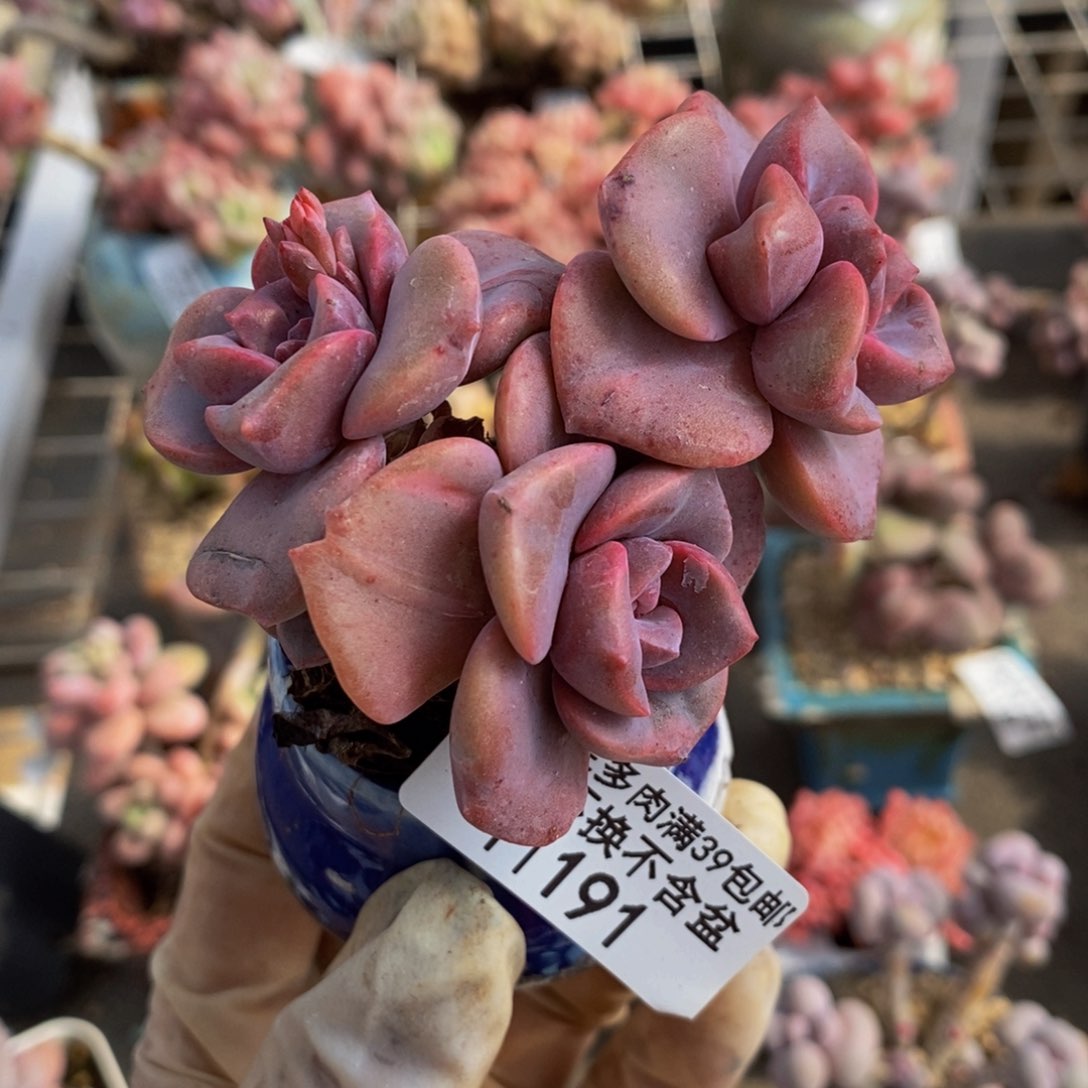 彩虹糖191/6cm多肉