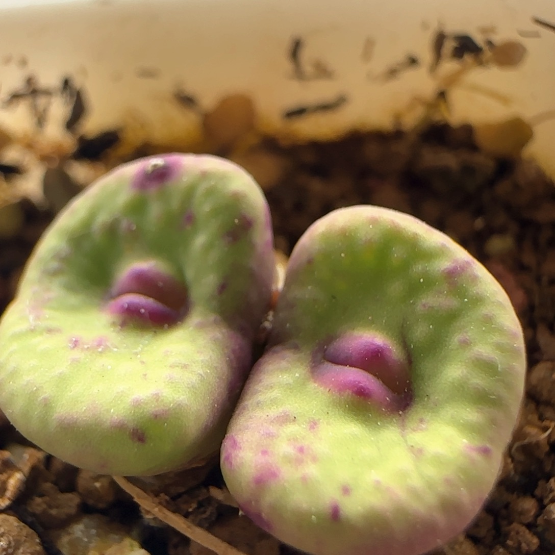 4383 大白多肉植物园