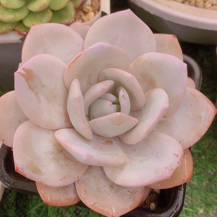 多肉乐园精品雪莲