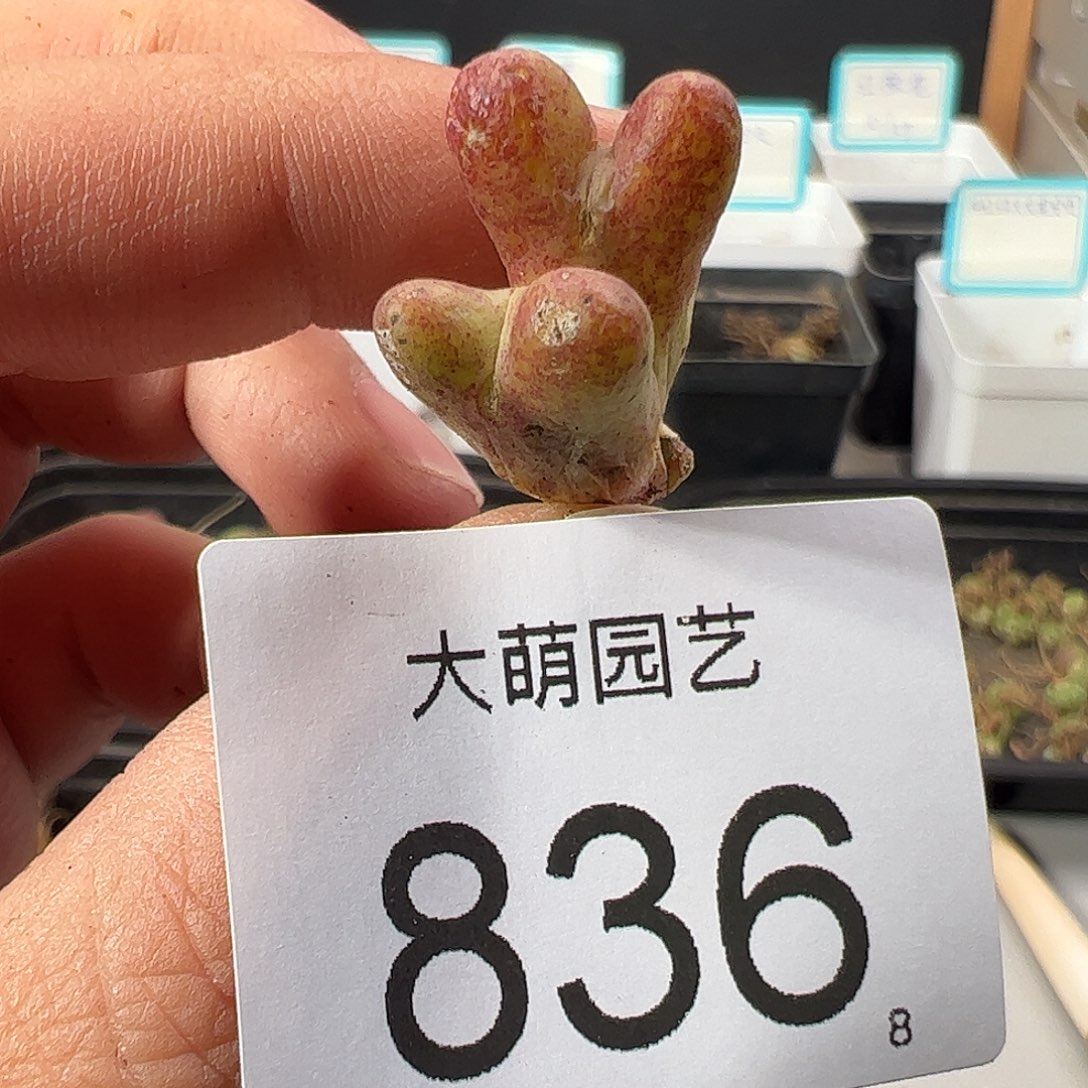 0000826 一物一拍……