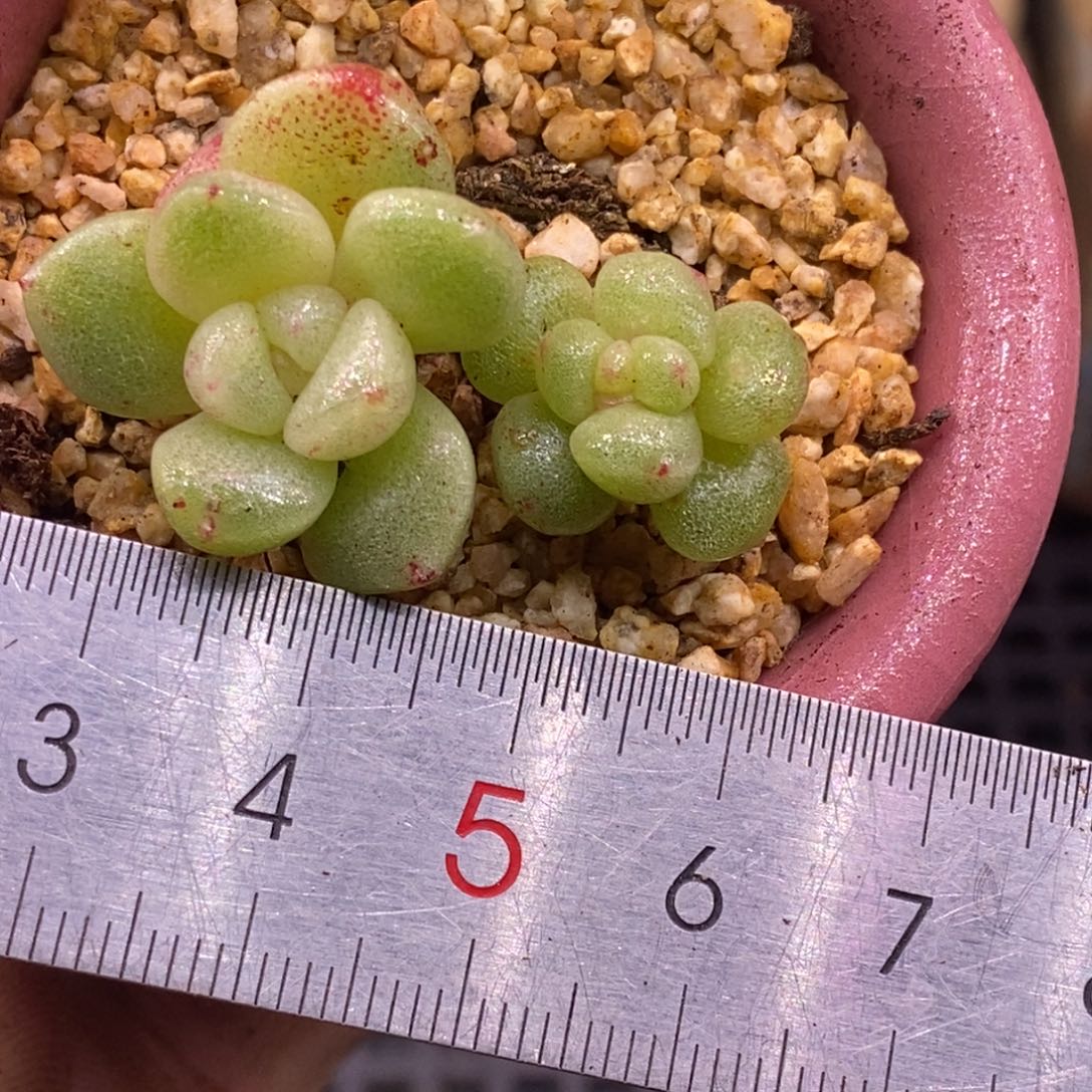 455冰玉石化小脸带锦