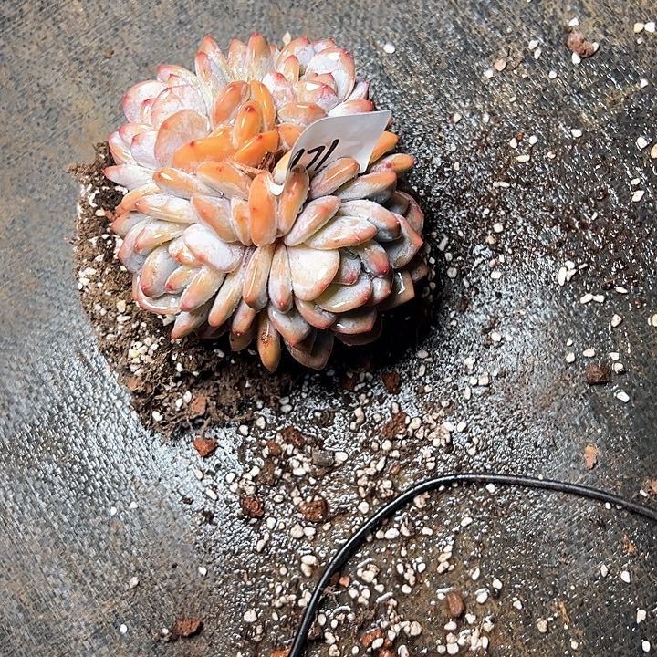 二**视971//////////////////