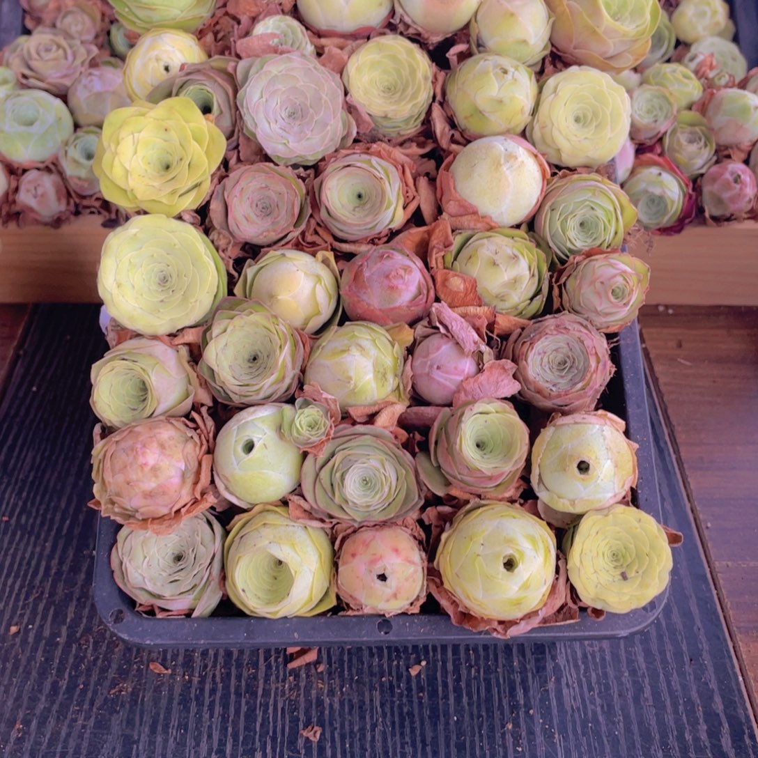 保底三十二颗以上量拍88888