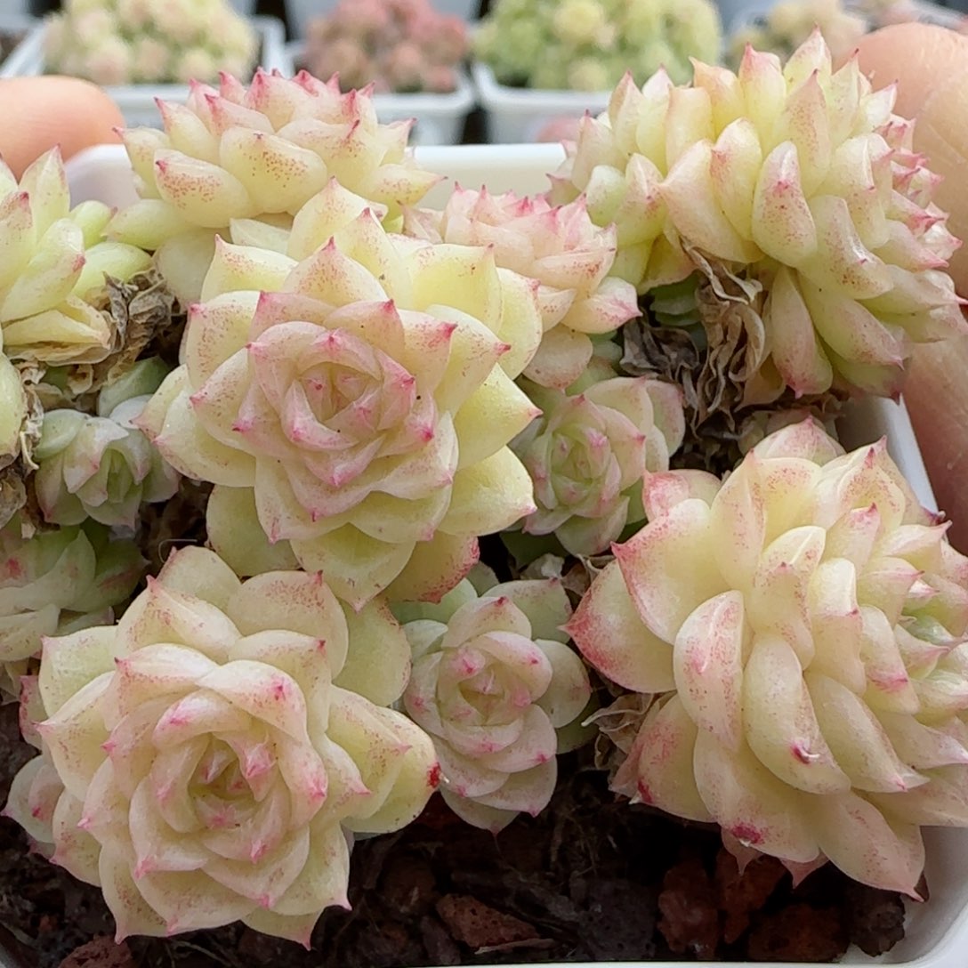 【闪购商品】0226-29钻石纹优选麦杆