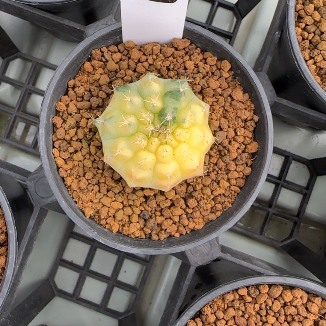 201-0213太阳脱土发多肉