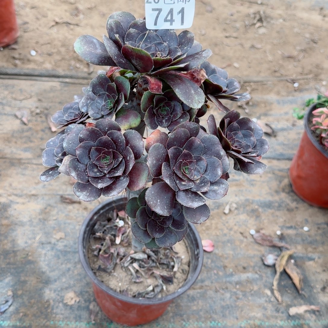 炫彩圆叶741满20包邮断枝不包