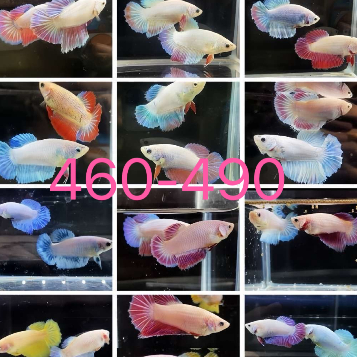 461-490泰国斗鱼母鱼爆卵可繁殖可混养斗鱼耐活小型热带鱼