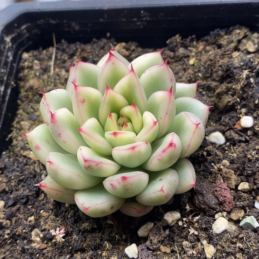 0591 梦幻女王覆轮锦 
