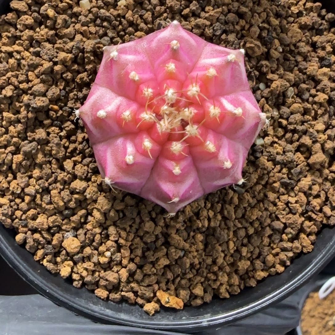 103号泰系实生轮回