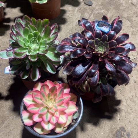 490多肉植物组合