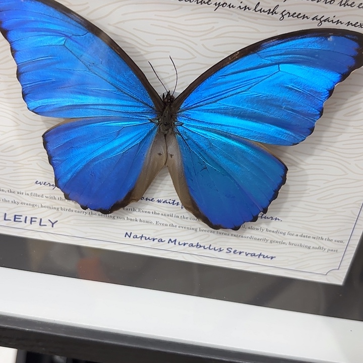 昭***野蝴蝶标本定制289@