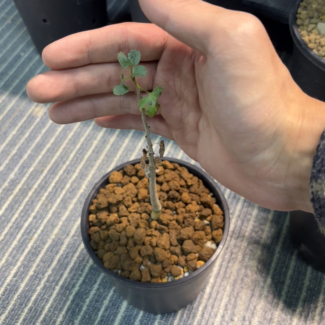 木纳马夸兰没药橄榄任挑