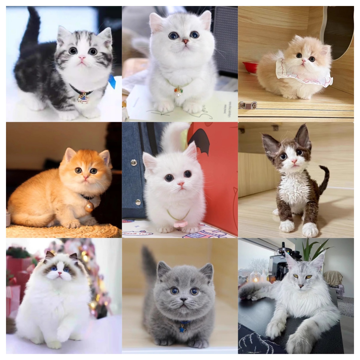 【诗熙】 猫咪全品种 金渐层猫  /缅因猫 德文猫/  蓝猫/ 布偶猫