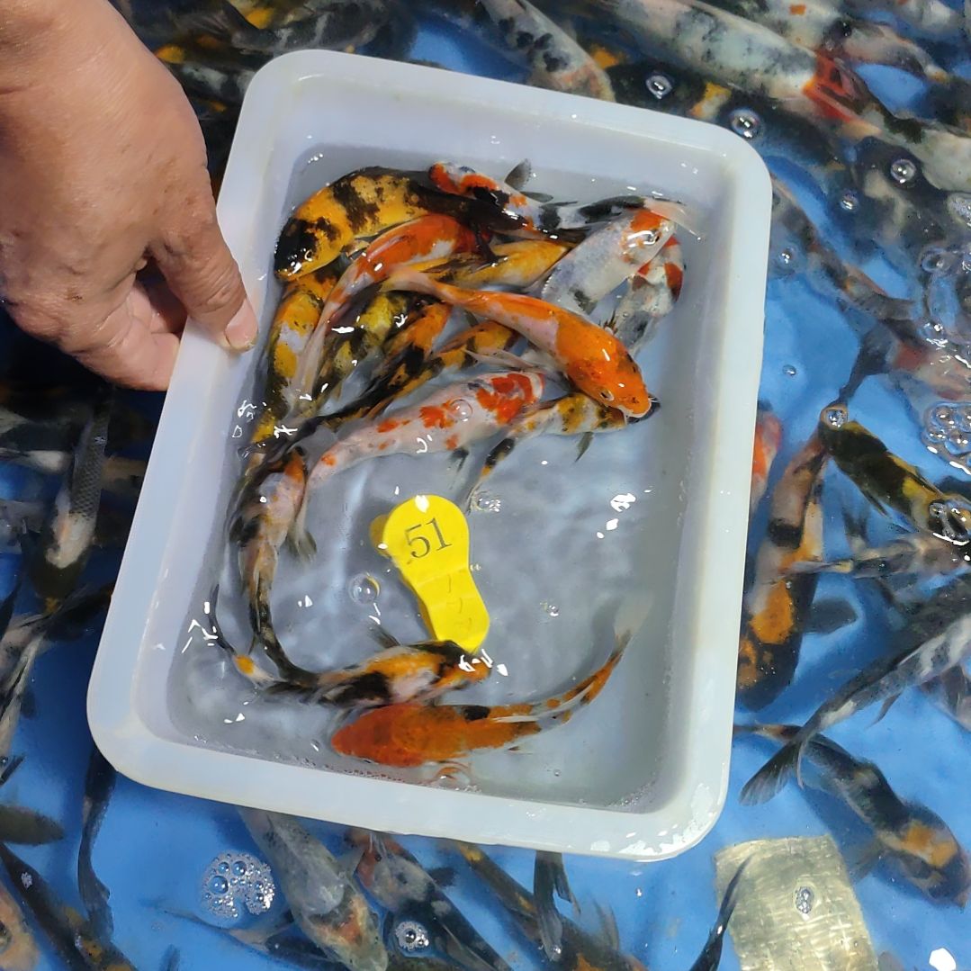 海水鱼红白大正昭和菲血白写