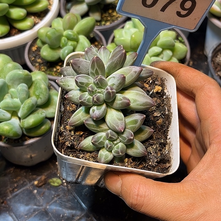 多肉植物申公豹079