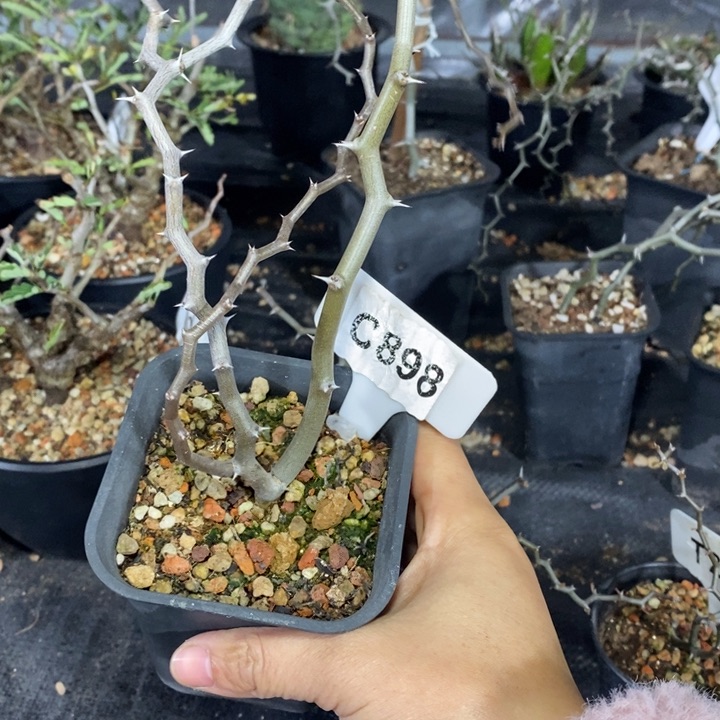 喵*特福利弯曲龙一颗如图！！！