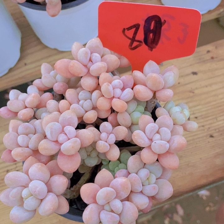 这么久不回来也没什么