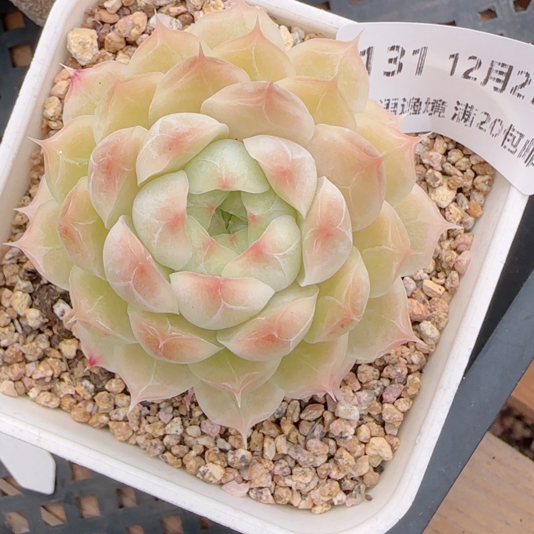 C***花语多肉1227-131