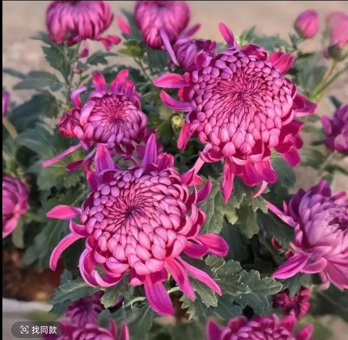 九月菊【紫绣球】大花富贵菊 盆栽庭院好养活
