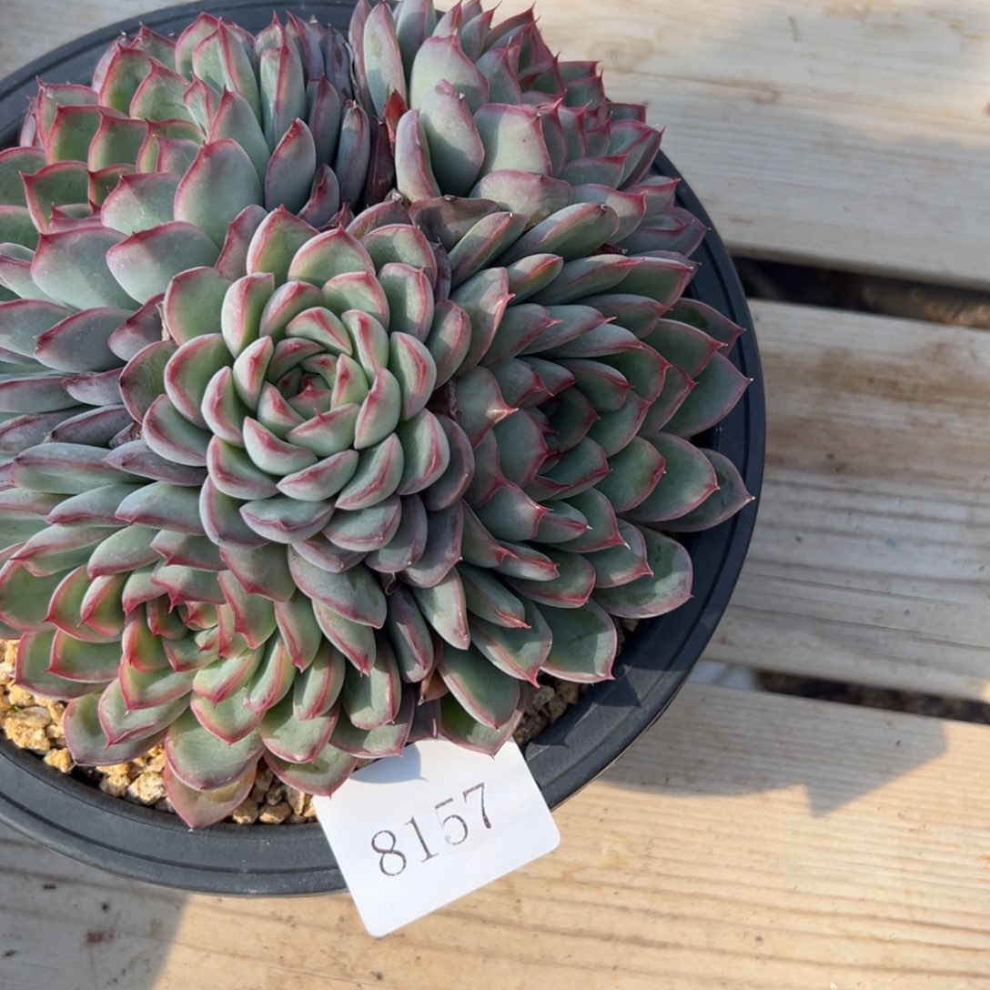 余*…8157多肉多多多多