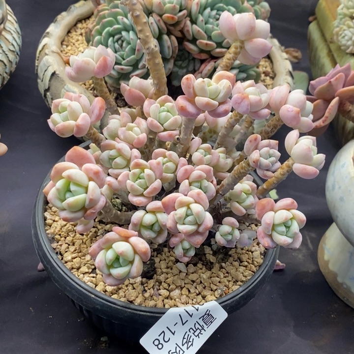 夏悦多肉0117-128露凝香