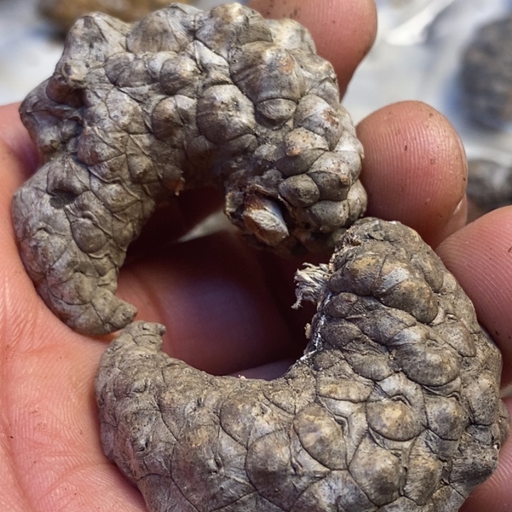 吊坠文玩核桃东北特产63