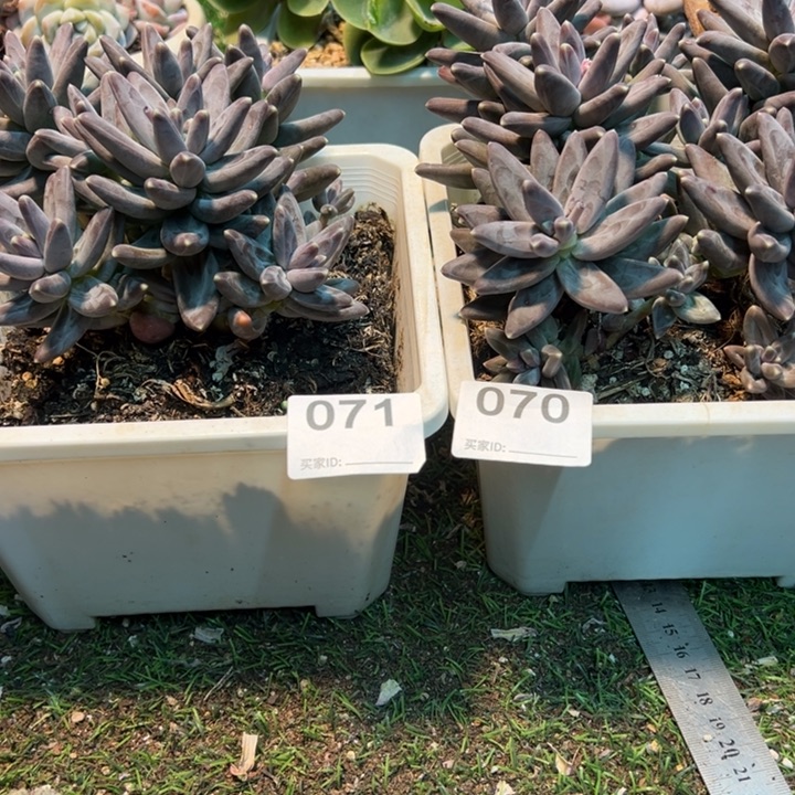 青***水然的多肉一位一派070071