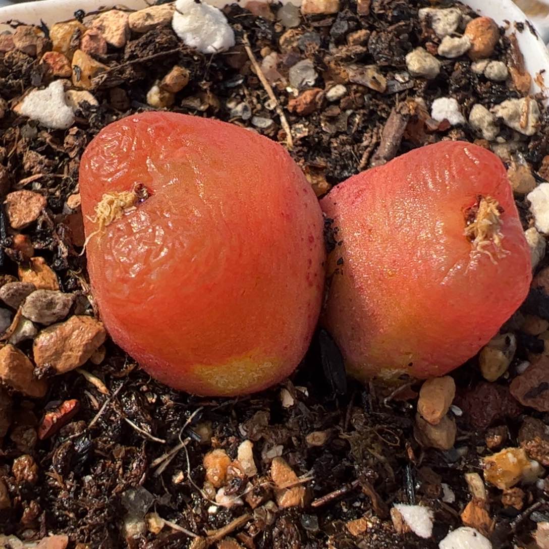 063多肉植物百科