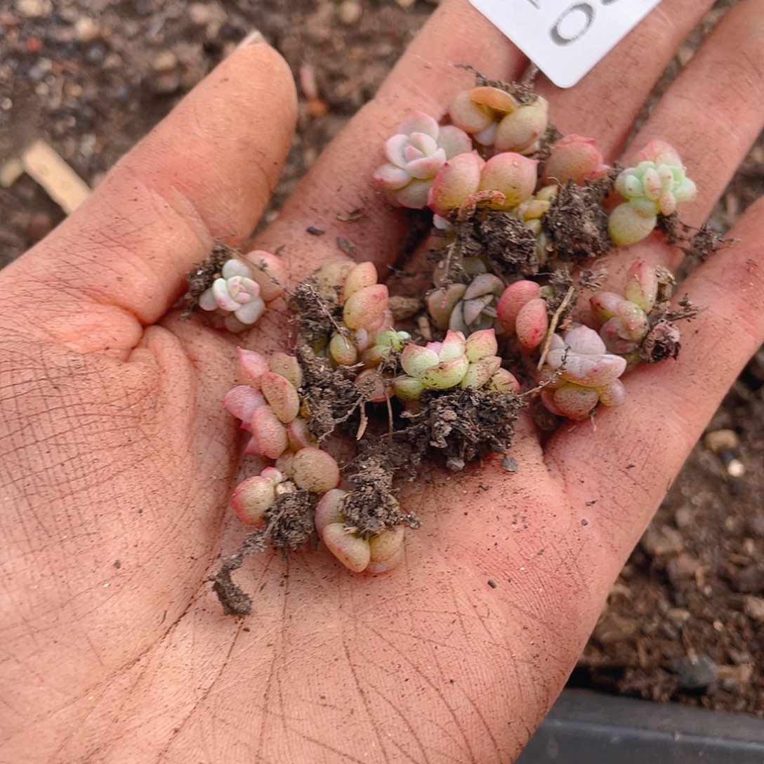 多肉植物多肉植物816