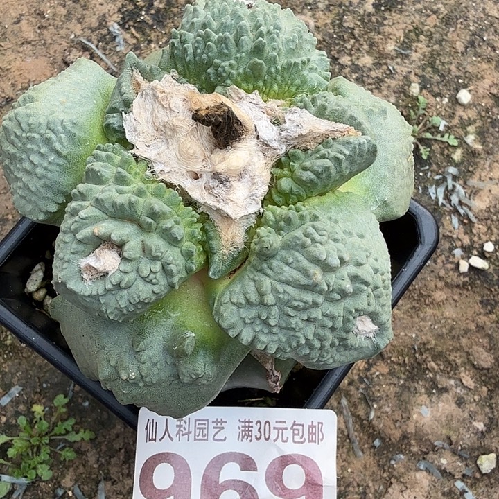 无花朵969大型体白肌怒涛东三