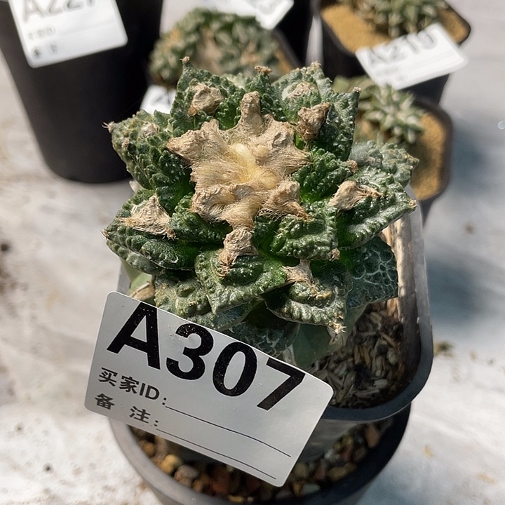 完全开放307辛顿一个