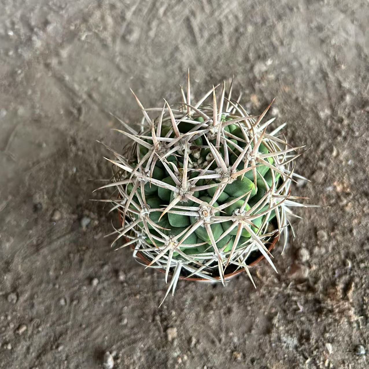 碧岩玉  仙人球夏型种绿植盆栽桌面阳台办公室摆件