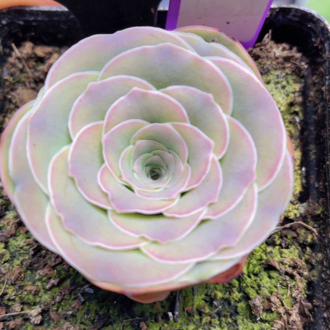 晚樱玫瑰新年福利485