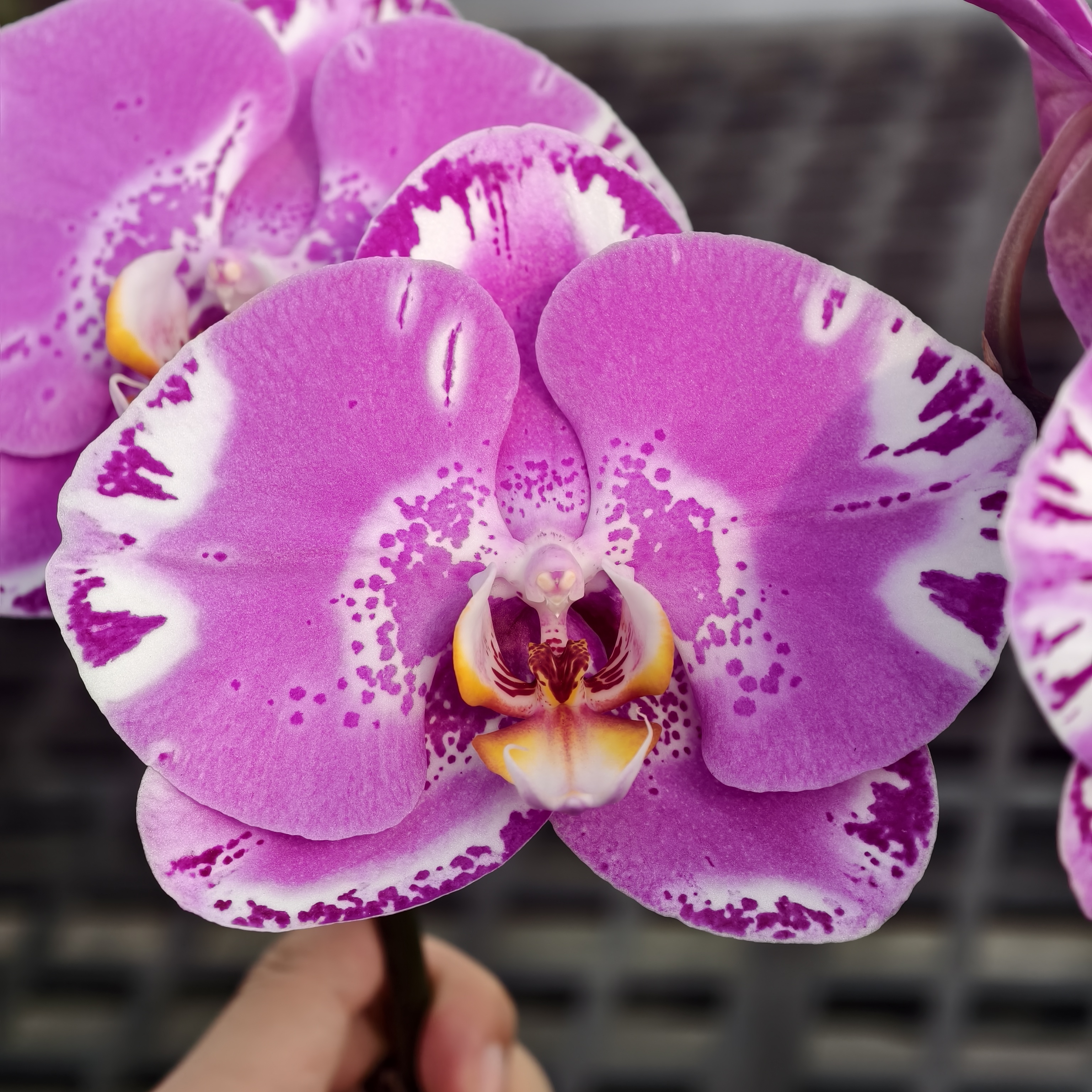 蝴蝶兰【藏宝图】经典年宵花好养耐开 3.0寸杯 带花带花苞 基地直发